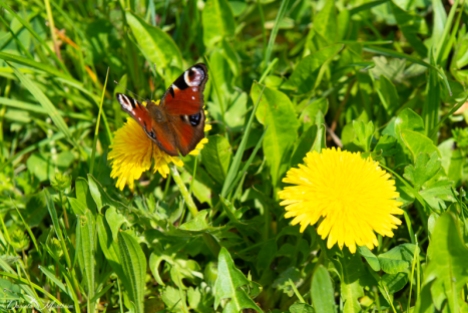 daniela, danielamühlheim, ladybird, nature, abundance, earth, explore, blog, switzerland, grapevine, animal, butterfly