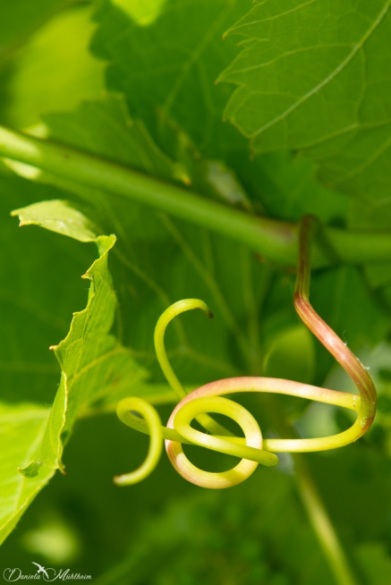 Grapevines in June-30