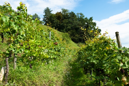 daniela, muehlheim, danielamühlheim, ladybird, exploring, earth, abundance, grapevines, vineyard