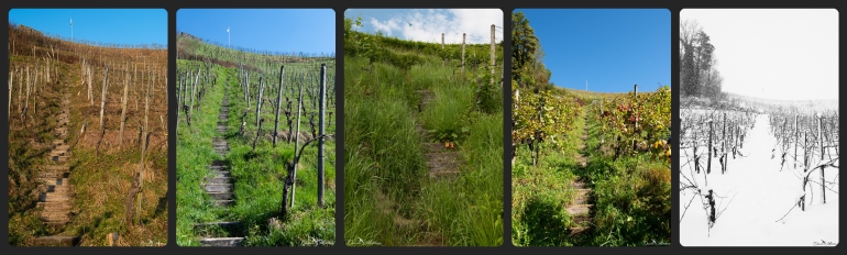 daniela, muehlheim, danielamühlheim, ladybird, exploring, earth, abundance, grapevines, vineyard, wine
